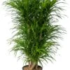 Drakenbloedboom (Dracaena Reflexa 'Anita') D 27 H 110 Cm 1 Drakenbloedboom (Dracaena Reflexa 'Anita') D 27 H 110 Cm -Groene Bloom Winkel 8720196961245 0