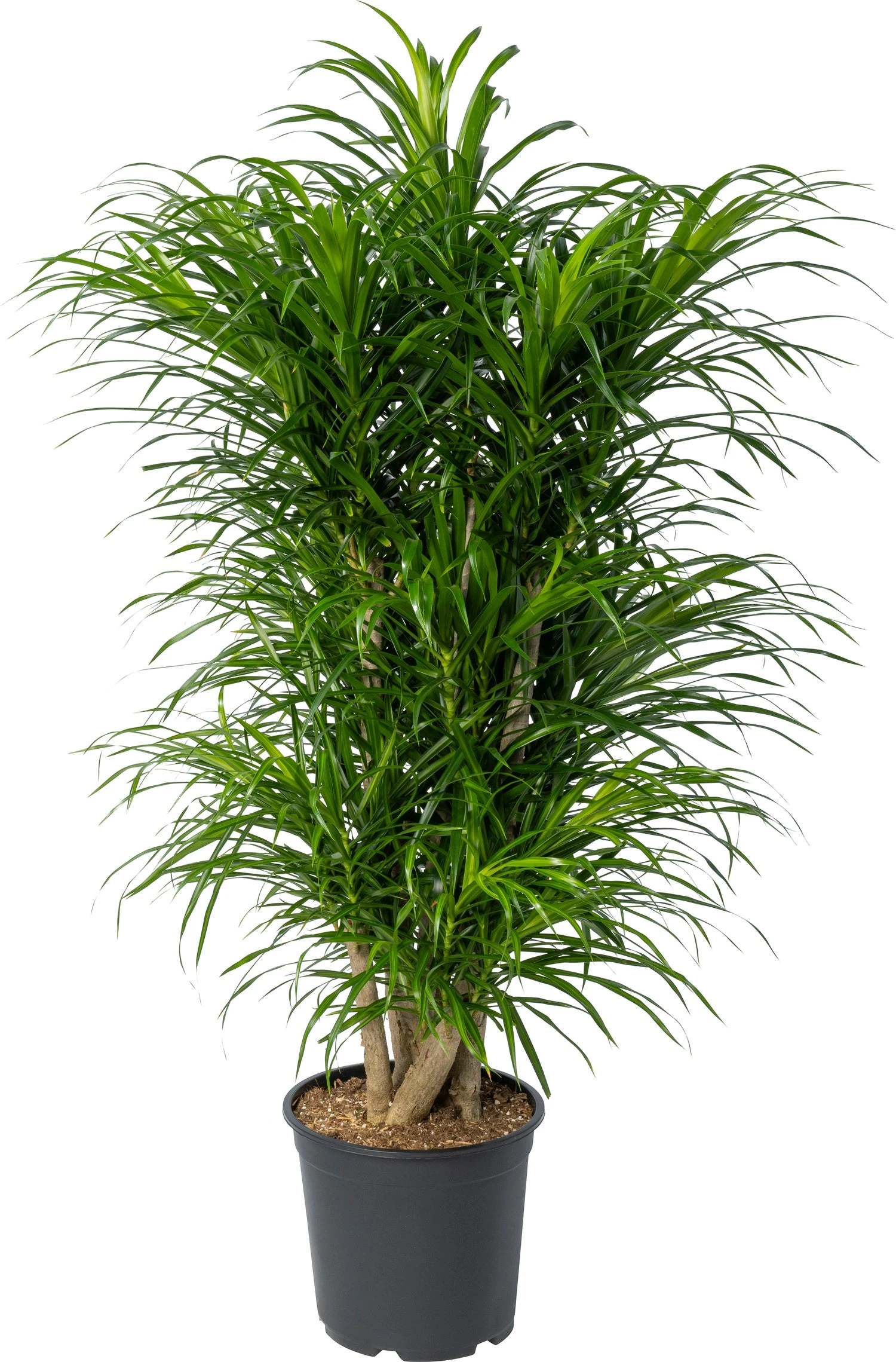 Drakenbloedboom (Dracaena Reflexa 'Anita') D 27 H 110 Cm 3 Drakenbloedboom (Dracaena Reflexa 'Anita') D 27 H 110 Cm