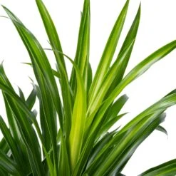 Drakenbloedboom (Dracaena Reflexa 'Anita') D 27 H 110 Cm 5 Drakenbloedboom (Dracaena Reflexa 'Anita') D 27 H 110 Cm -Groene Bloom Winkel 8720196961245 2