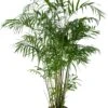 Mexicaanse Dwergpalm (Chamaedorea Seifrizii) D 27 H 160 Cm 1 Mexicaanse Dwergpalm (Chamaedorea Seifrizii) D 27 H 160 Cm -Groene Bloom Winkel 8720196961665 0