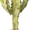 Cowboy-cactus (Euphorbia Ingens Marmorata) D 24 H 70 Cm 1 Cowboy-cactus (Euphorbia Ingens Marmorata) D 24 H 70 Cm -Groene Bloom Winkel 8720196962938 0