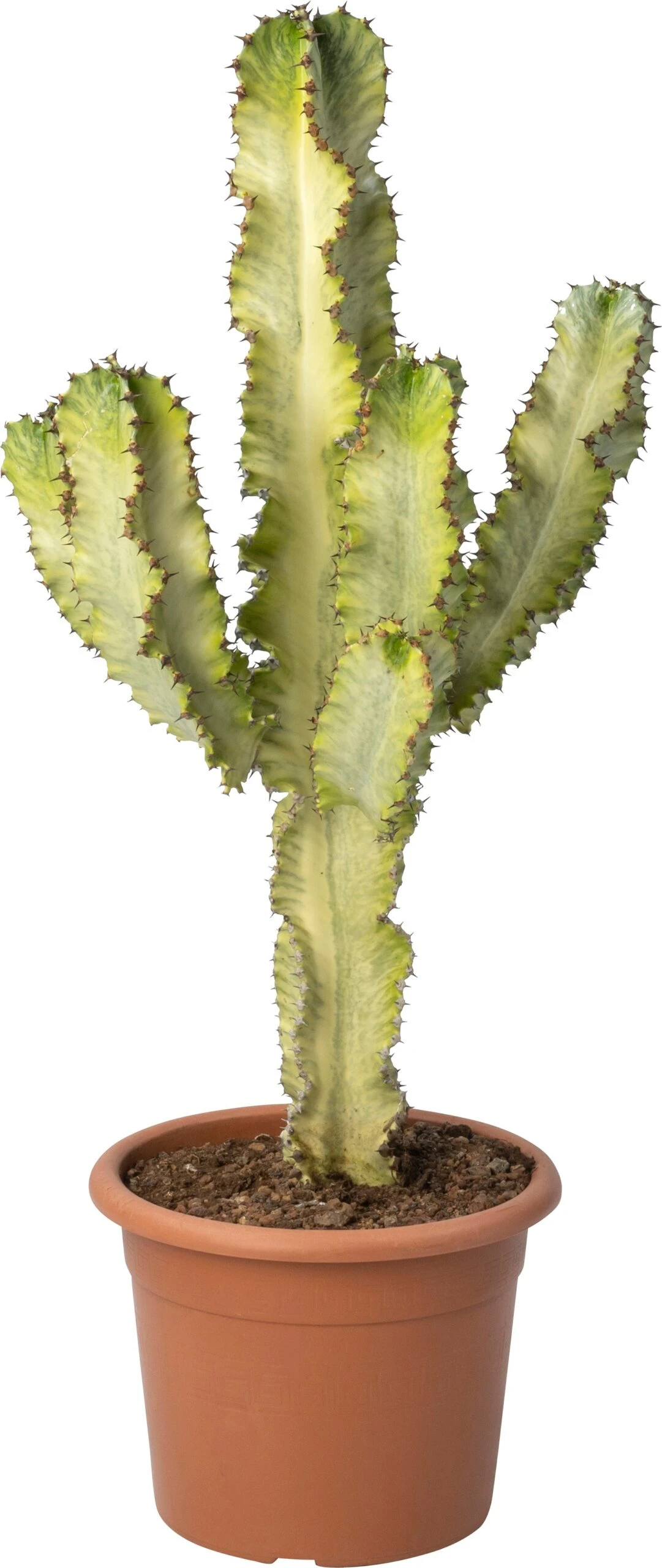 Cowboy-cactus (Euphorbia Ingens Marmorata) D 24 H 70 Cm 3 Cowboy-cactus (Euphorbia Ingens Marmorata) D 24 H 70 Cm