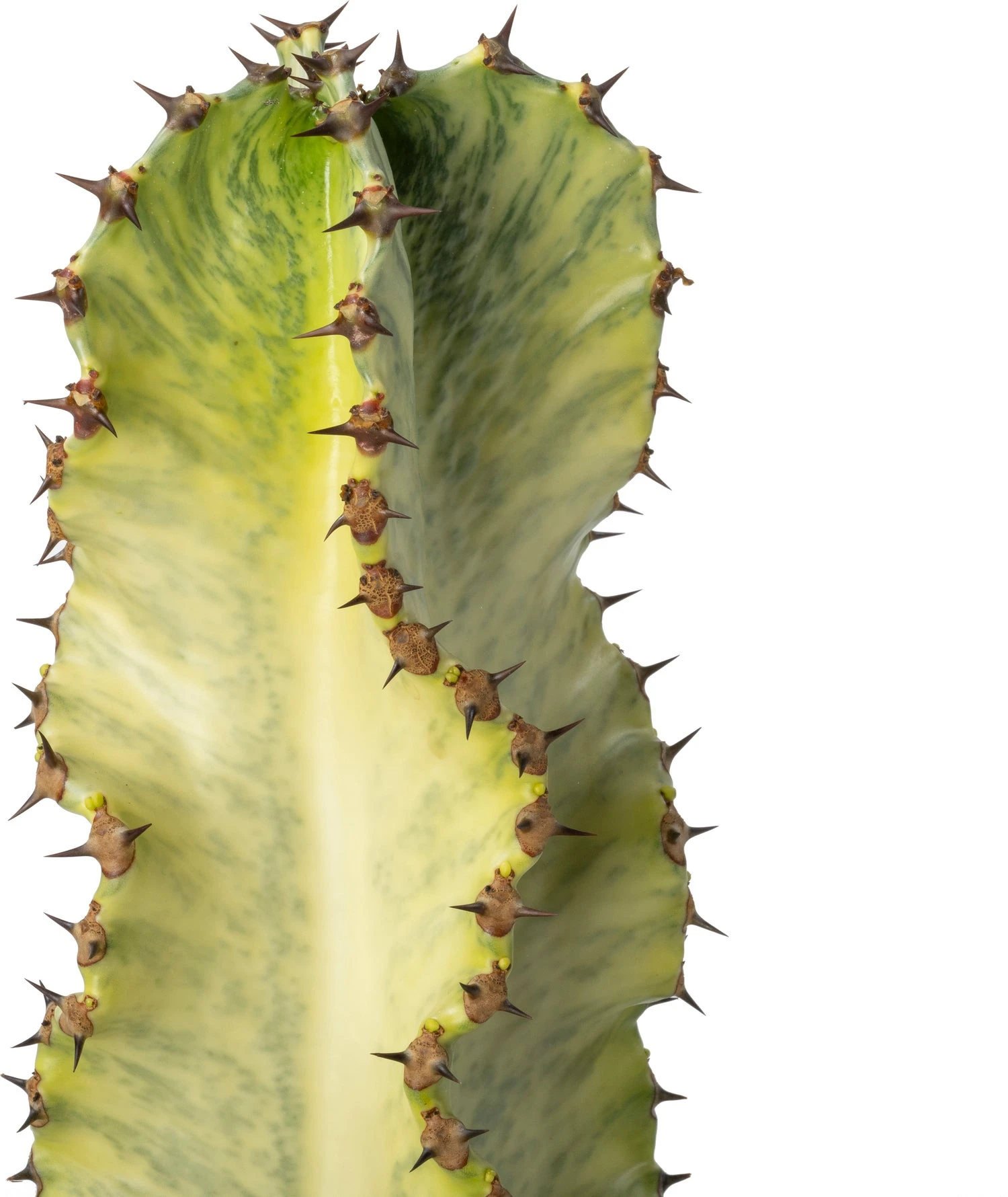 Cowboy-cactus (Euphorbia Ingens Marmorata) D 24 H 70 Cm 4 Cowboy-cactus (Euphorbia Ingens Marmorata) D 24 H 70 Cm - Afbeelding 2