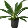 Philodendron (Philodendron Campii) D 24 H 80 Cm 2 Philodendron (Philodendron Campii) D 24 H 80 Cm -Groene Bloom Winkel 8720196963980 0