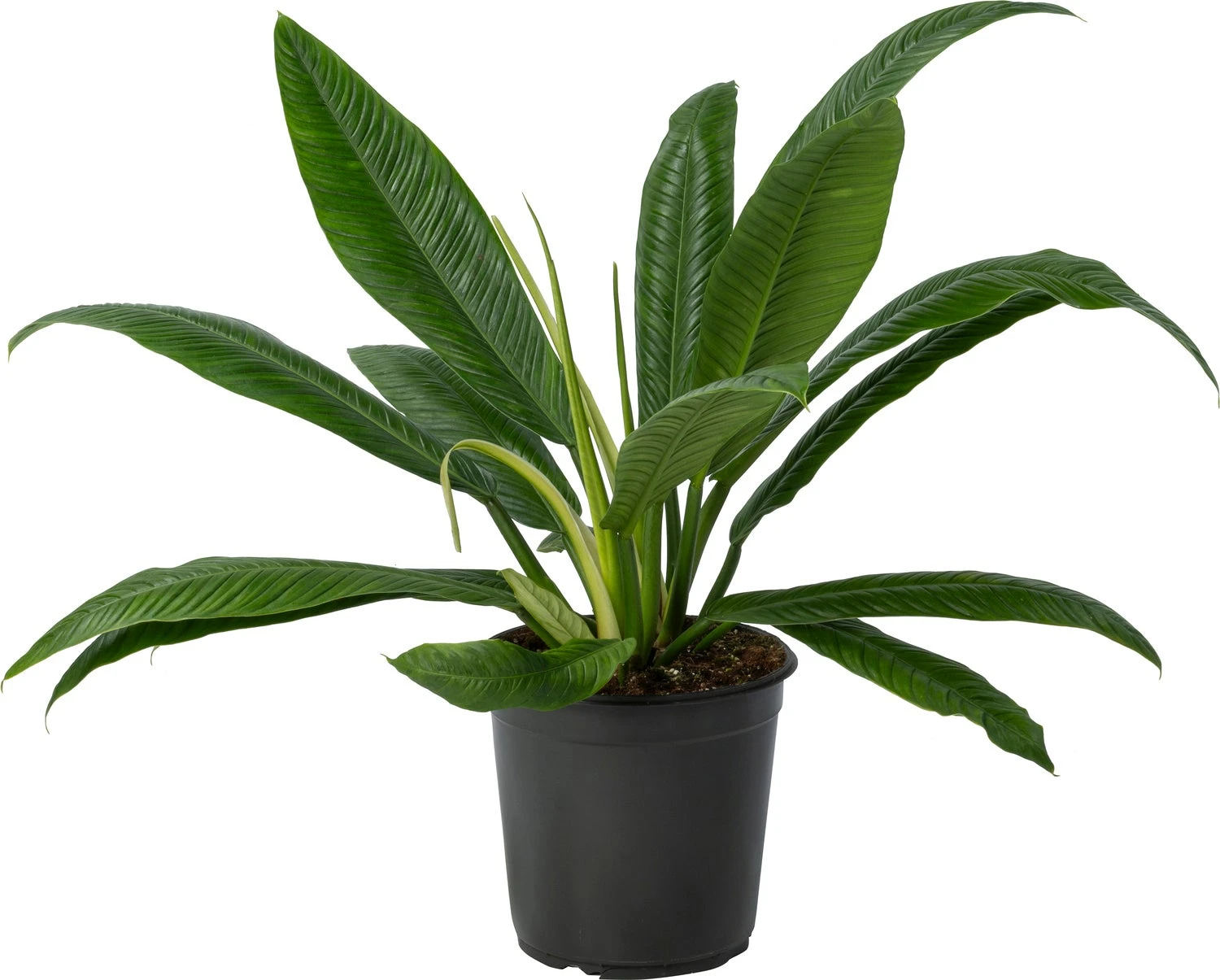 Philodendron (Philodendron Campii) D 24 H 80 Cm 3 Philodendron (Philodendron Campii) D 24 H 80 Cm