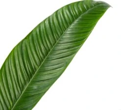 Philodendron (Philodendron Campii) D 24 H 80 Cm 5 Philodendron (Philodendron Campii) D 24 H 80 Cm -Groene Bloom Winkel 8720196963980 2