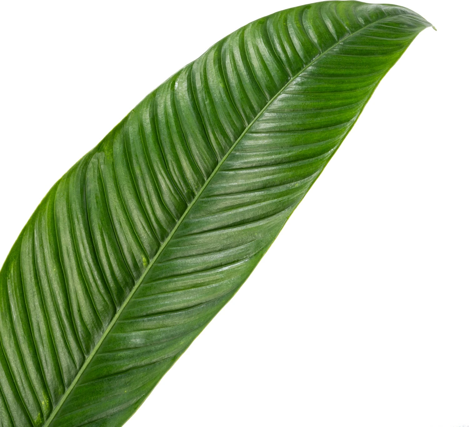 Philodendron (Philodendron Campii) D 24 H 80 Cm 4 Philodendron (Philodendron Campii) D 24 H 80 Cm - Afbeelding 2