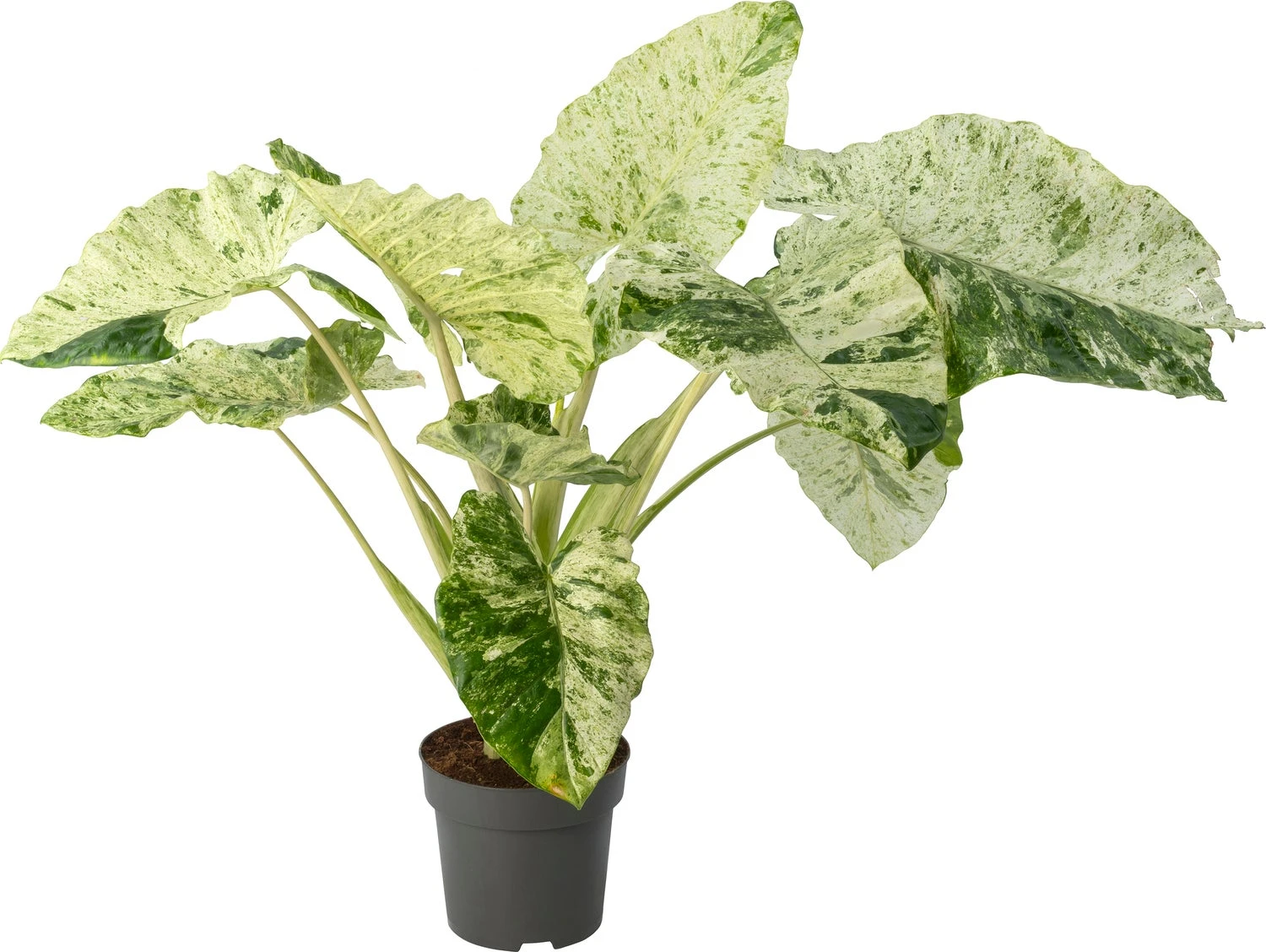 Alocasia (Alocasia Macrorrhiza 'Splash') D 24 H 90 Cm 3 Alocasia (Alocasia Macrorrhiza 'Splash') D 24 H 90 Cm