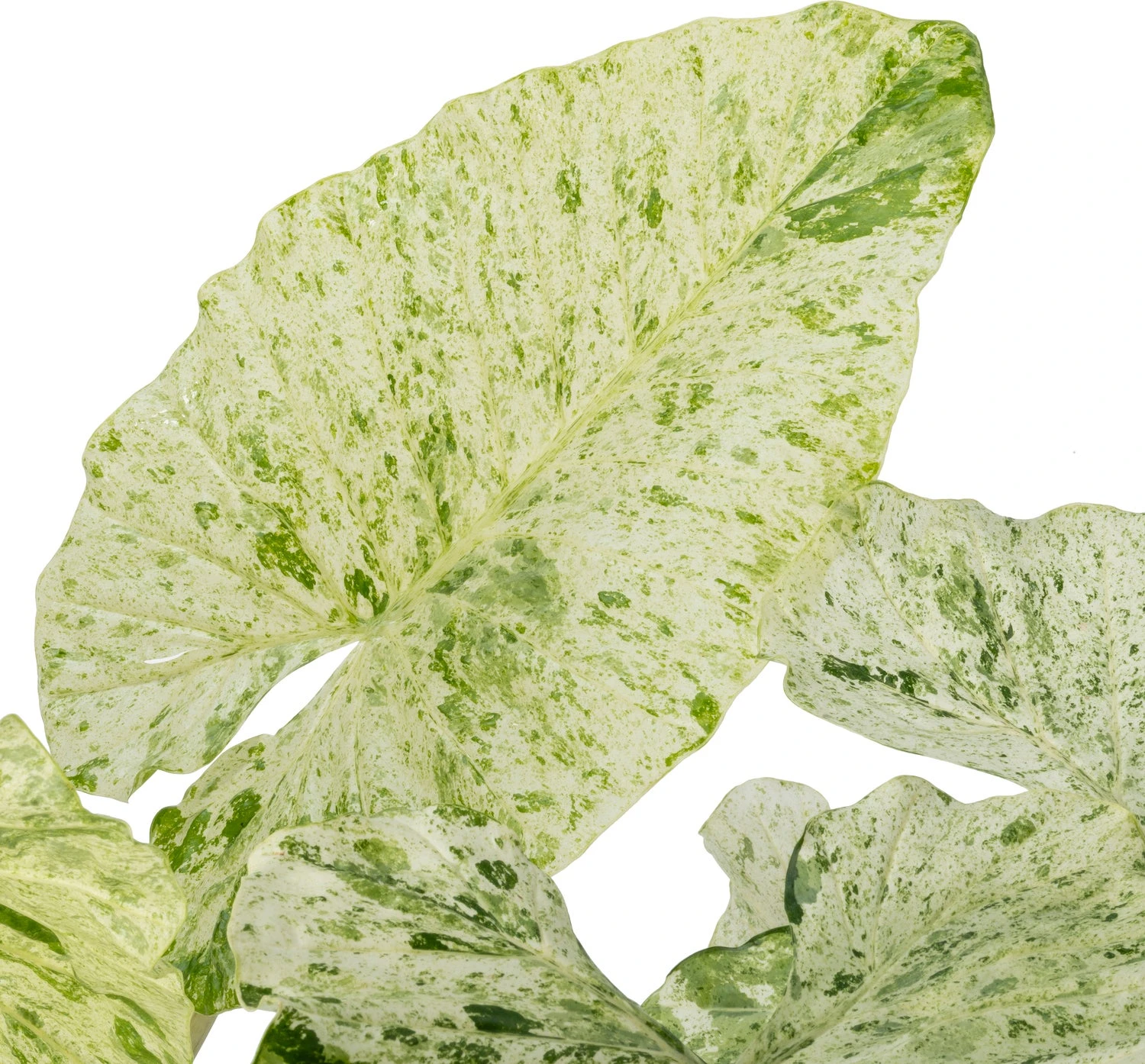 Alocasia (Alocasia Macrorrhiza 'Splash') D 24 H 90 Cm 4 Alocasia (Alocasia Macrorrhiza 'Splash') D 24 H 90 Cm - Afbeelding 2