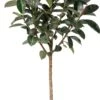 Rubberboom (Ficus Elastica 'Abidjan') D 30 H 140 Cm 2 Rubberboom (Ficus Elastica 'Abidjan') D 30 H 140 Cm -Groene Bloom Winkel 8720196966042 0