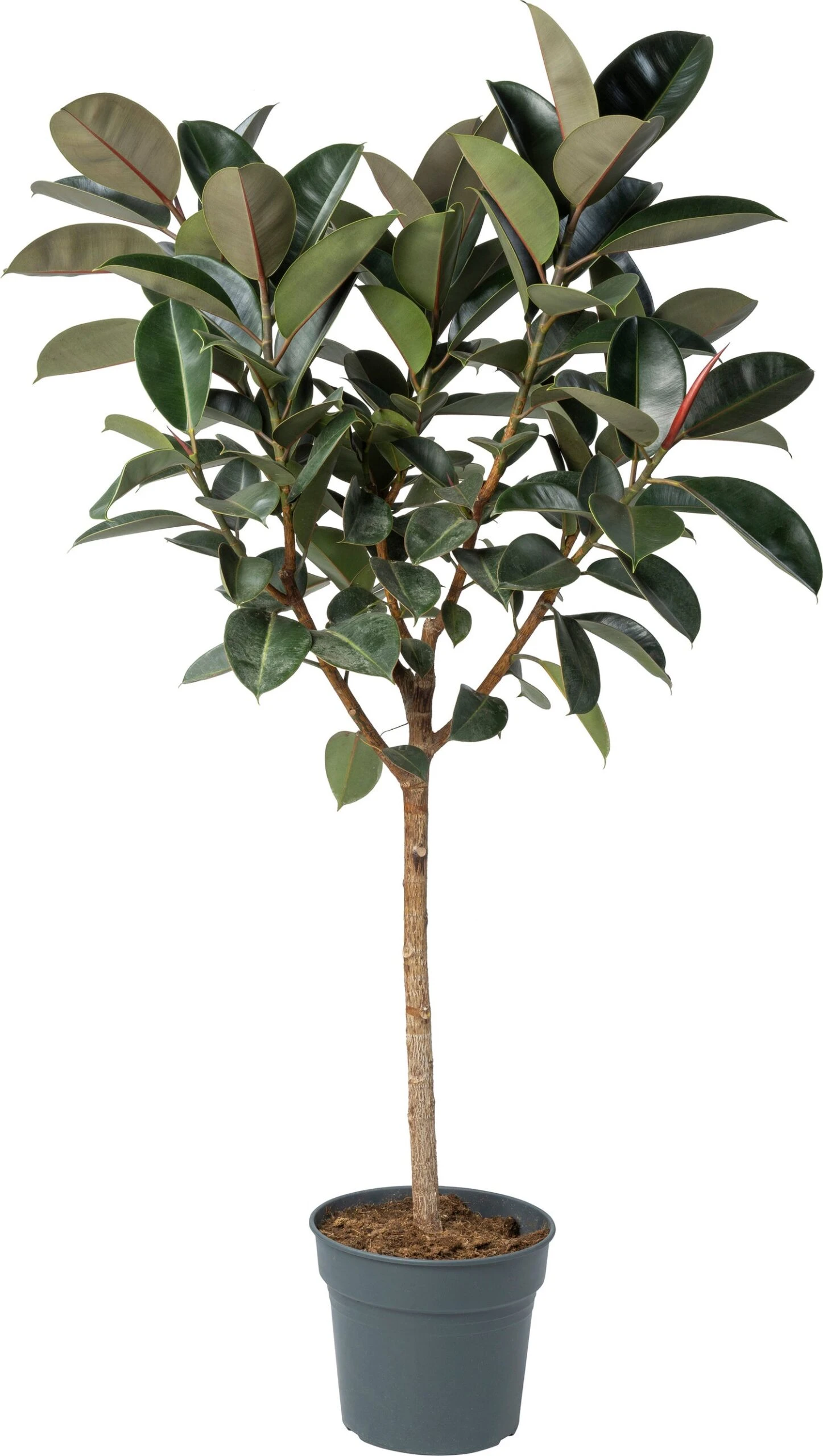 Rubberboom (Ficus Elastica 'Abidjan') D 30 H 140 Cm 3 Rubberboom (Ficus Elastica 'Abidjan') D 30 H 140 Cm