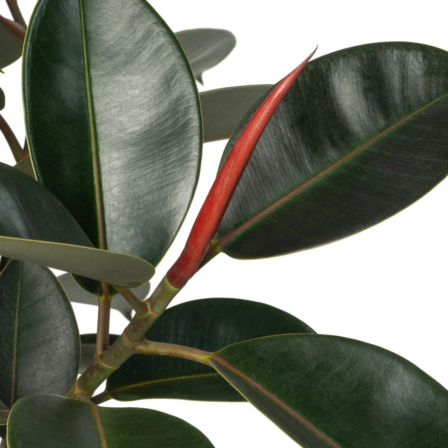Rubberboom (Ficus Elastica 'Abidjan') D 30 H 140 Cm 4 Rubberboom (Ficus Elastica 'Abidjan') D 30 H 140 Cm - Afbeelding 2
