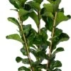 Vioolbladplant (Ficus Lyrata 'Bambino') D 27 H 100 Cm -Groene Bloom Winkel 8720196966288 0