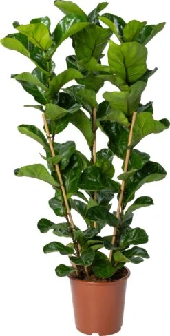 Vioolbladplant (Ficus Lyrata 'Bambino') D 27 H 100 Cm