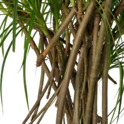 Schroefpalm (Pandanus Stellatus) D 30 H 115 Cm -Groene Bloom Winkel 8720196966448 2