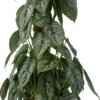Philodendron (Philodendron Brandtianum) D 16 H 60 Cm -Groene Bloom Winkel 8720196966622 0