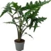 Alocasia (Alocasia 'Sabrina Narrow') D 24 H 90 Cm 1 Alocasia (Alocasia 'Sabrina Narrow') D 24 H 90 Cm -Groene Bloom Winkel 8720196966653 0