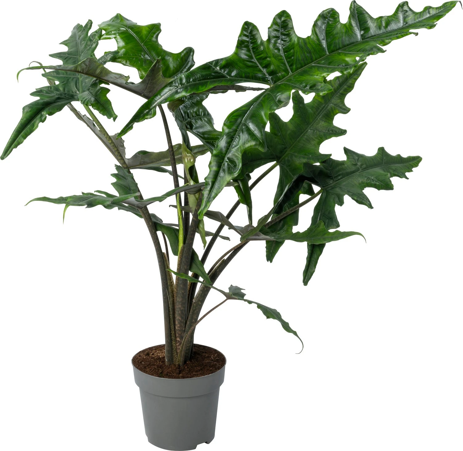 Alocasia (Alocasia 'Sabrina Narrow') D 24 H 90 Cm 3 Alocasia (Alocasia 'Sabrina Narrow') D 24 H 90 Cm