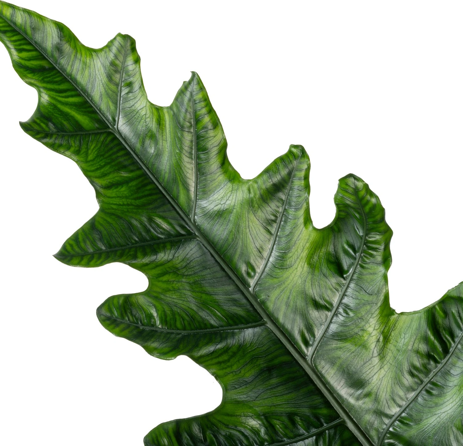 Alocasia (Alocasia 'Sabrina Narrow') D 24 H 90 Cm 4 Alocasia (Alocasia 'Sabrina Narrow') D 24 H 90 Cm - Afbeelding 2