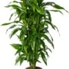 Drakenbloedboom (Dracaena Fragrans 'Art') D 24 H 110 Cm 2 Drakenbloedboom (Dracaena Fragrans 'Art') D 24 H 110 Cm -Groene Bloom Winkel 8720196966684 0