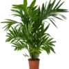 Goudpalm (Dypsis Lutescens) D 30 H 180 Cm 2 Goudpalm (Dypsis Lutescens) D 30 H 180 Cm -Groene Bloom Winkel 8720196966882 0
