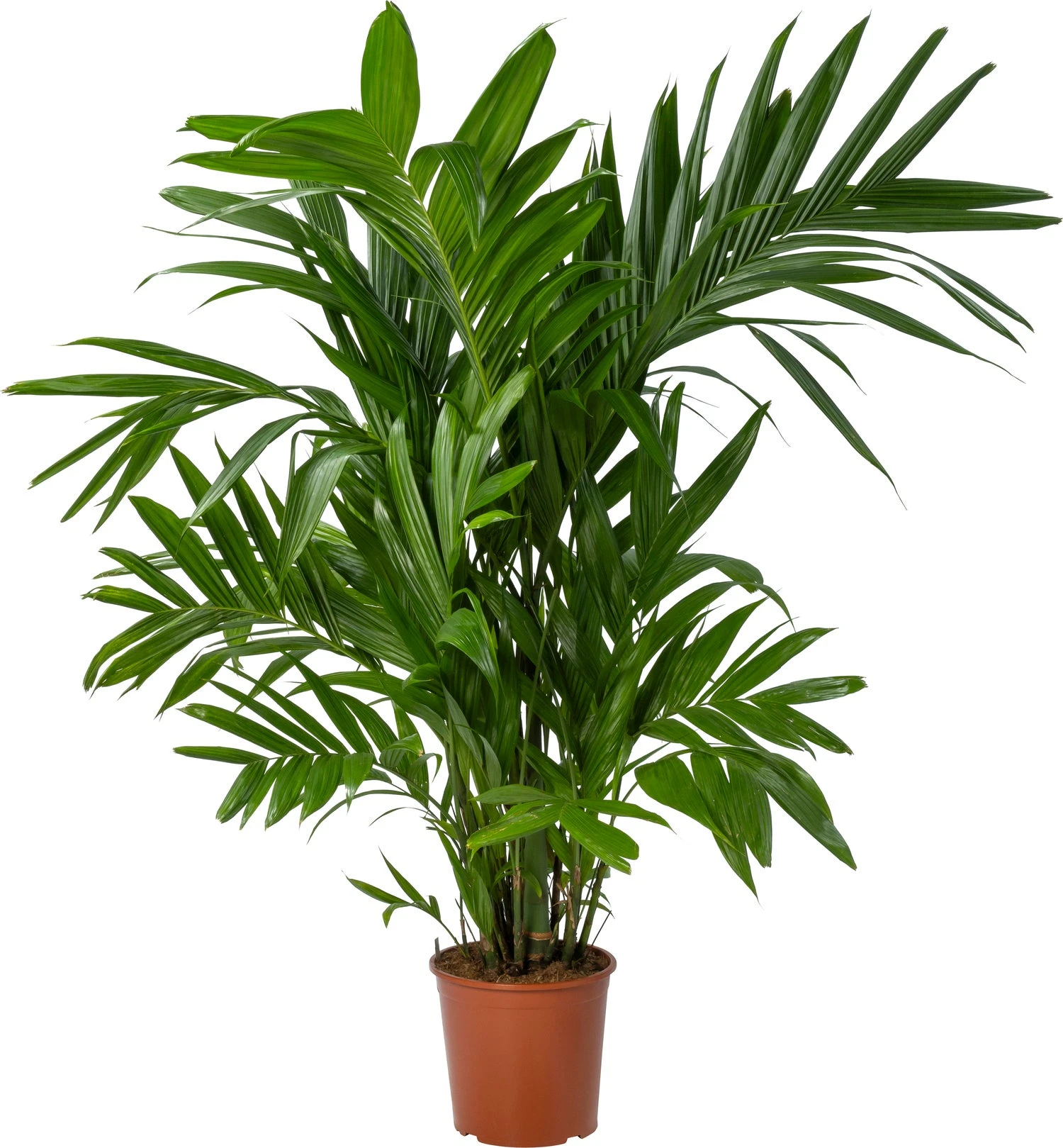 Goudpalm (Dypsis Lutescens) D 30 H 180 Cm 3 Goudpalm (Dypsis Lutescens) D 30 H 180 Cm