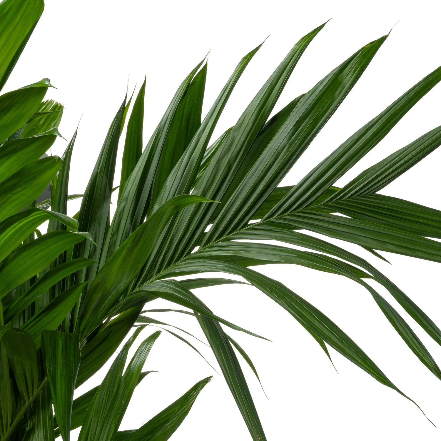 Goudpalm (Dypsis Lutescens) D 30 H 180 Cm 4 Goudpalm (Dypsis Lutescens) D 30 H 180 Cm - Afbeelding 2