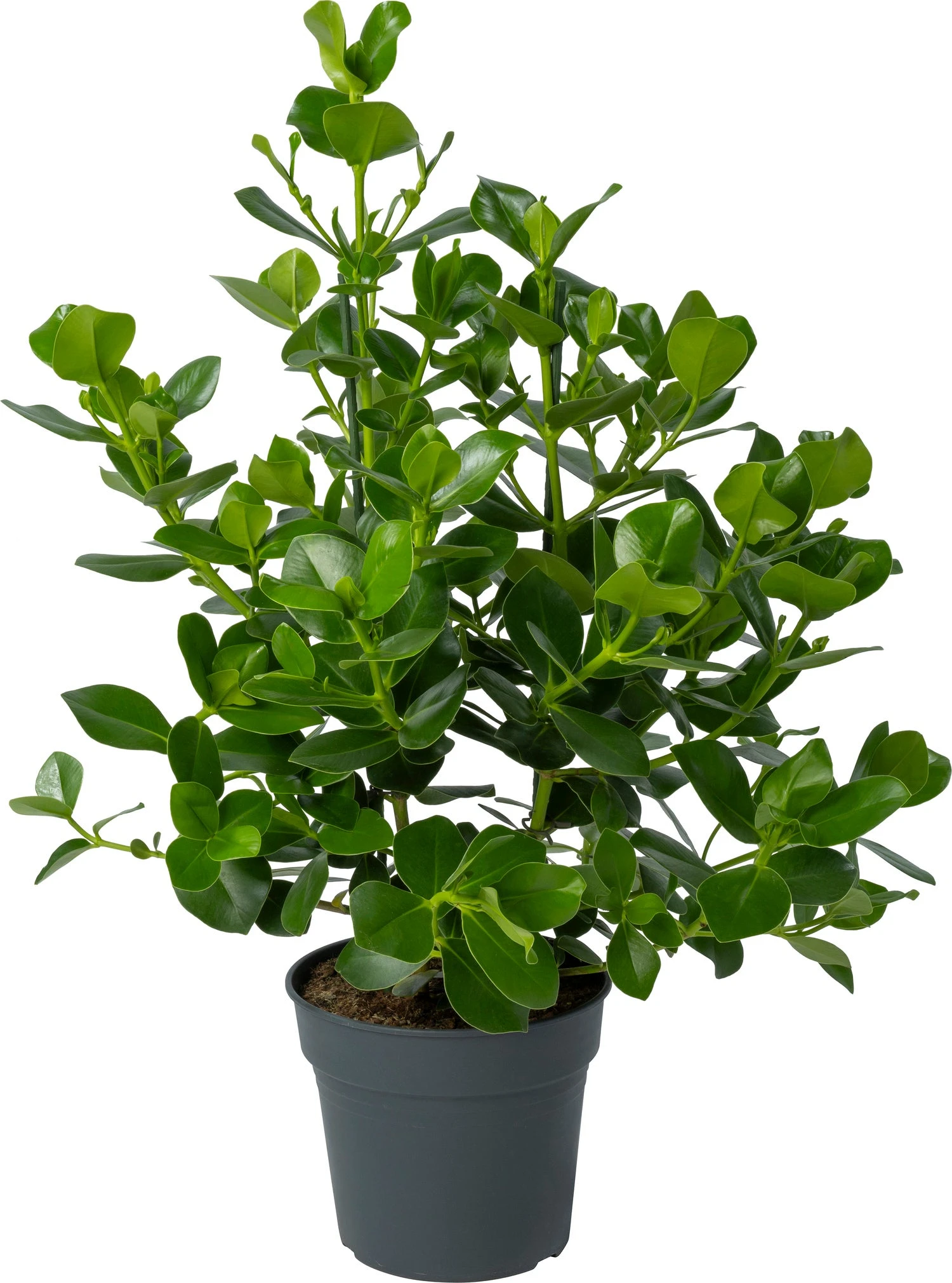 Clusia (Clusia Rosea 'Princess') D 30 H 100 Cm 3 Clusia (Clusia Rosea 'Princess') D 30 H 100 Cm