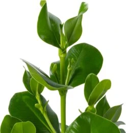 Clusia (Clusia Rosea 'Princess') D 30 H 100 Cm 5 Clusia (Clusia Rosea 'Princess') D 30 H 100 Cm -Groene Bloom Winkel 8720196966905 2