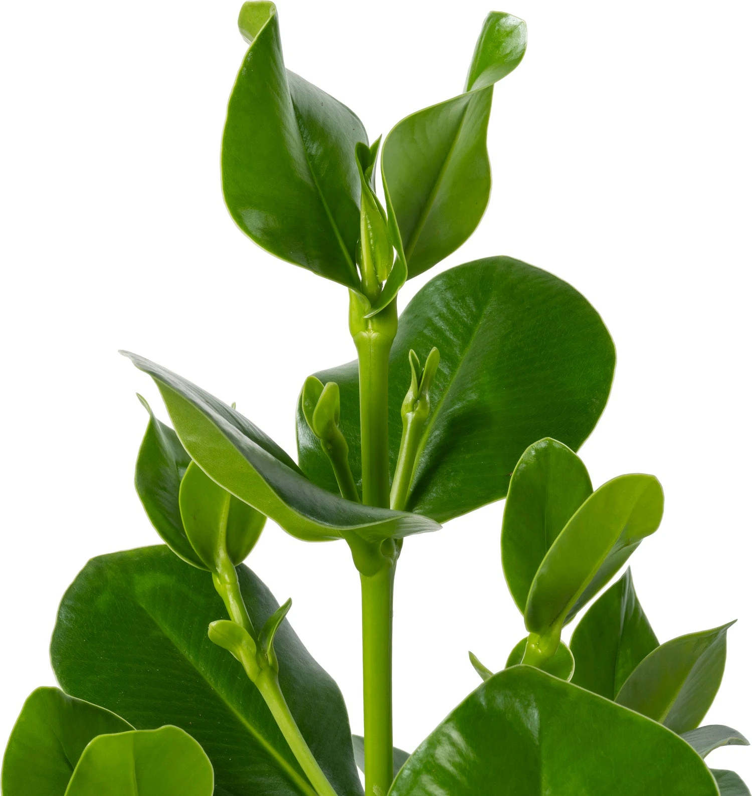 Clusia (Clusia Rosea 'Princess') D 30 H 100 Cm 4 Clusia (Clusia Rosea 'Princess') D 30 H 100 Cm - Afbeelding 2