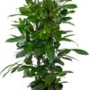 Groene Vijg (Ficus Cyathistipula) D 30 H 115 Cm -Groene Bloom Winkel 8720196966929 0