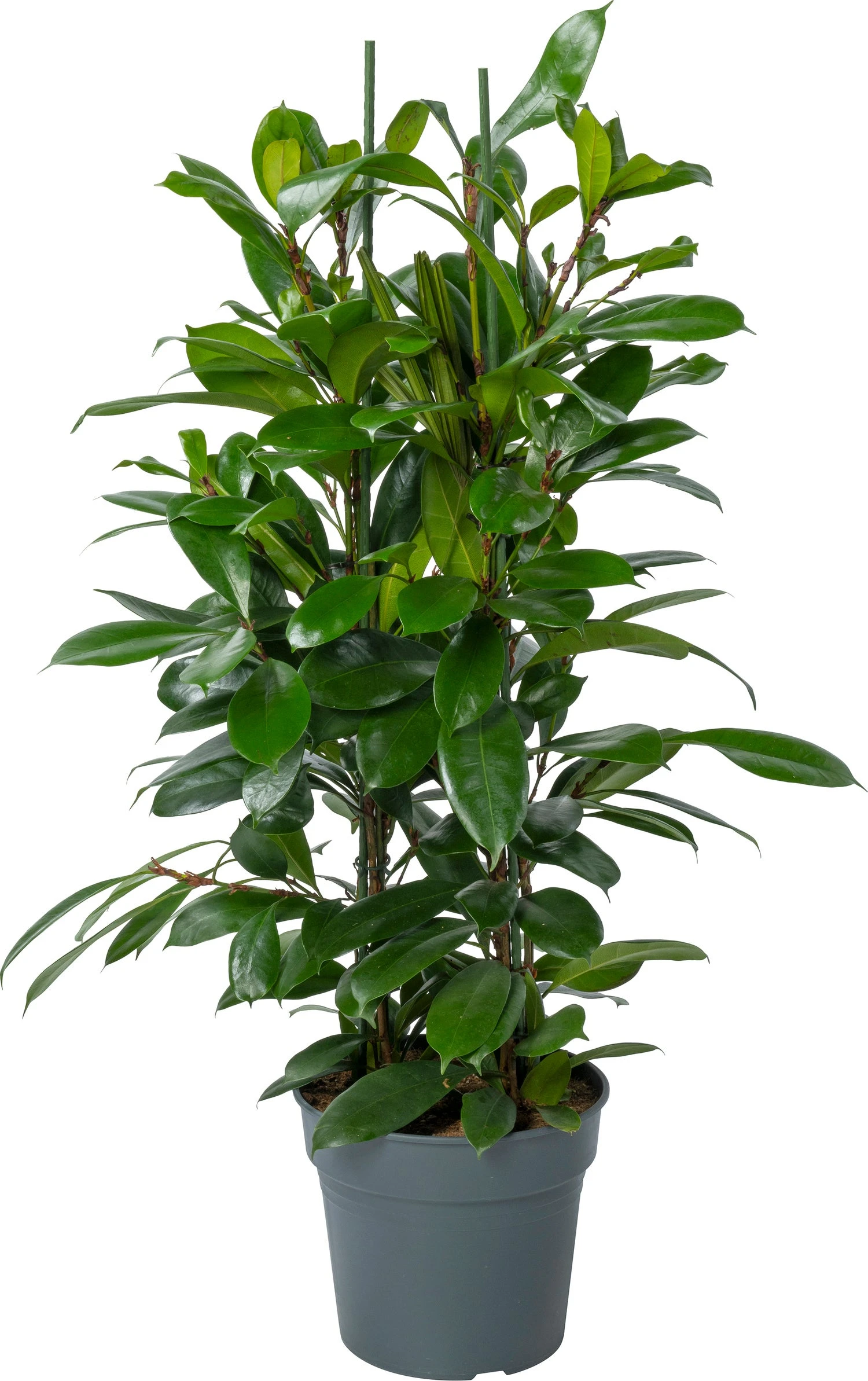 Groene Vijg (Ficus Cyathistipula) D 30 H 115 Cm 3 Groene Vijg (Ficus Cyathistipula) D 30 H 115 Cm