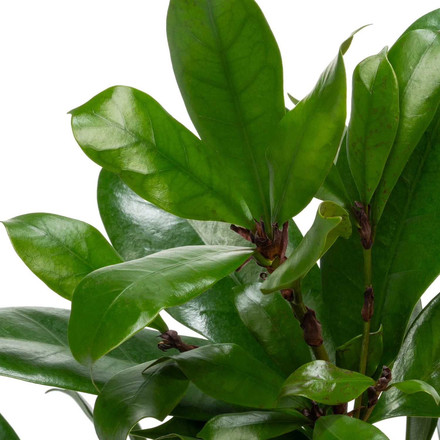 Groene Vijg (Ficus Cyathistipula) D 30 H 115 Cm 4 Groene Vijg (Ficus Cyathistipula) D 30 H 115 Cm - Afbeelding 2