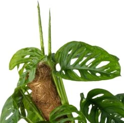 Gatenplant (Monstera Obliqua 'Monkey Mask') D 20 H 140 Cm -Groene Bloom Winkel 8720196966998 2