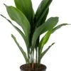 Kwartjesplant (Aspidistra Elatior) D 21 H 90 Cm -Groene Bloom Winkel 8720196967216 0
