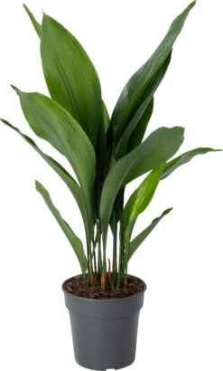 Kwartjesplant (Aspidistra Elatior) D 21 H 90 Cm