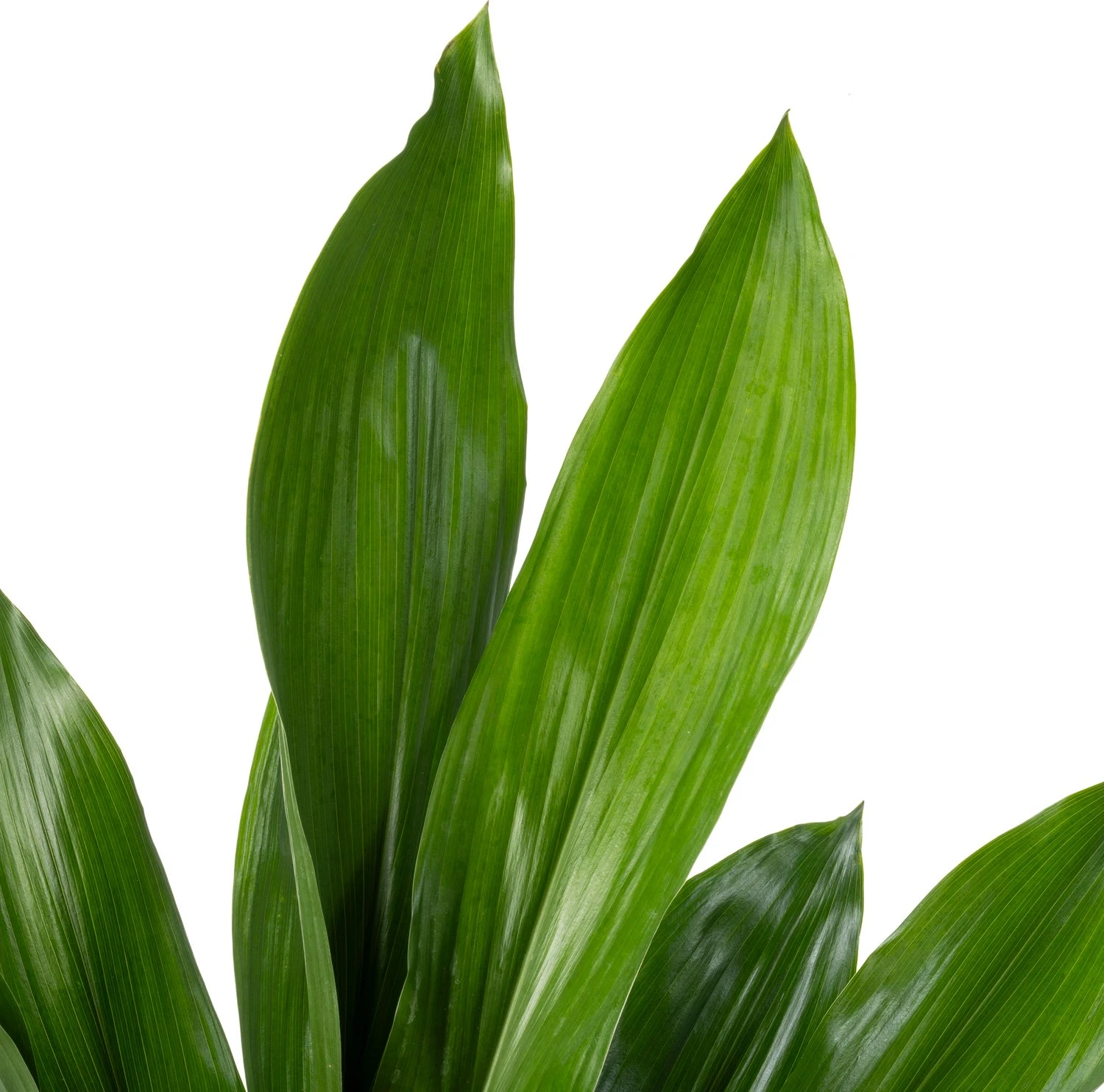 Kwartjesplant (Aspidistra Elatior) D 21 H 90 Cm 4 Kwartjesplant (Aspidistra Elatior) D 21 H 90 Cm - Afbeelding 2