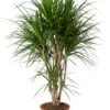 Drakenbloedboom (Dracaena Marginata) D 27 H 120 Cm -Groene Bloom Winkel 8720196967322 0
