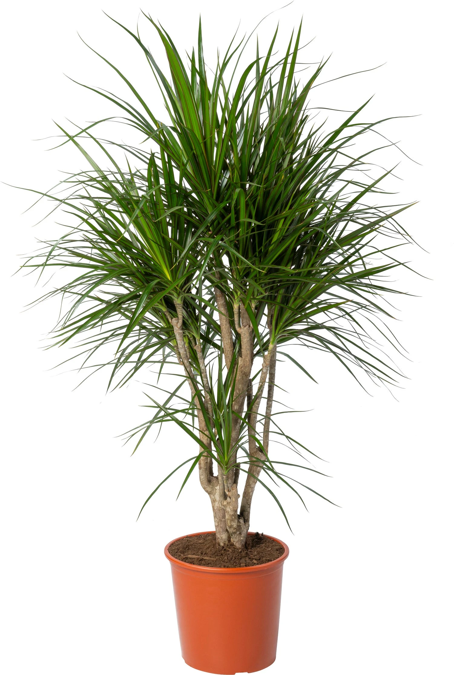 Drakenbloedboom (Dracaena Marginata) D 27 H 120 Cm 3 Drakenbloedboom (Dracaena Marginata) D 27 H 120 Cm