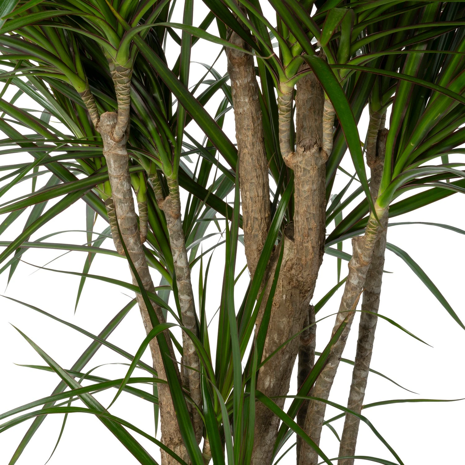 Drakenbloedboom (Dracaena Marginata) D 27 H 120 Cm 4 Drakenbloedboom (Dracaena Marginata) D 27 H 120 Cm - Afbeelding 2