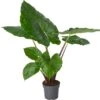 Alocasia (Alocasia 'Imperial Red') D 24 H 110 Cm 1 Alocasia (Alocasia 'Imperial Red') D 24 H 110 Cm -Groene Bloom Winkel 8720196967353 0