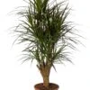 Drakenbloedboom (Dracaena Marginata 'Magenta') D 27 H 120 Cm 1 Drakenbloedboom (Dracaena Marginata 'Magenta') D 27 H 120 Cm -Groene Bloom Winkel 8720196967469 0