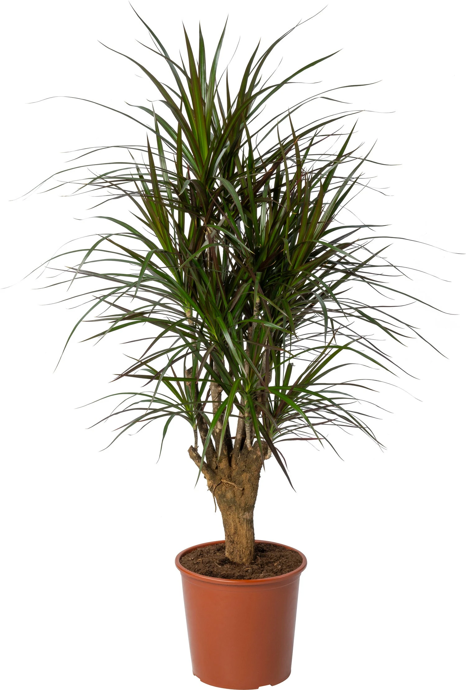 Drakenbloedboom (Dracaena Marginata 'Magenta') D 27 H 120 Cm 3 Drakenbloedboom (Dracaena Marginata 'Magenta') D 27 H 120 Cm