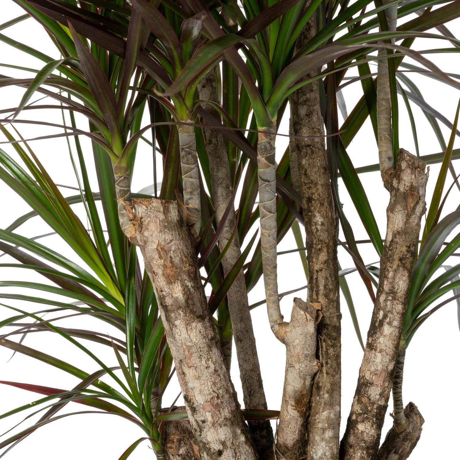 Drakenbloedboom (Dracaena Marginata 'Magenta') D 27 H 120 Cm 4 Drakenbloedboom (Dracaena Marginata 'Magenta') D 27 H 120 Cm - Afbeelding 2