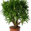 Drakenbloedboom (Dracaena Reflexa 'Song Of Jamaica') D 27 H 90 Cm -Groene Bloom Winkel 8720196967483 0