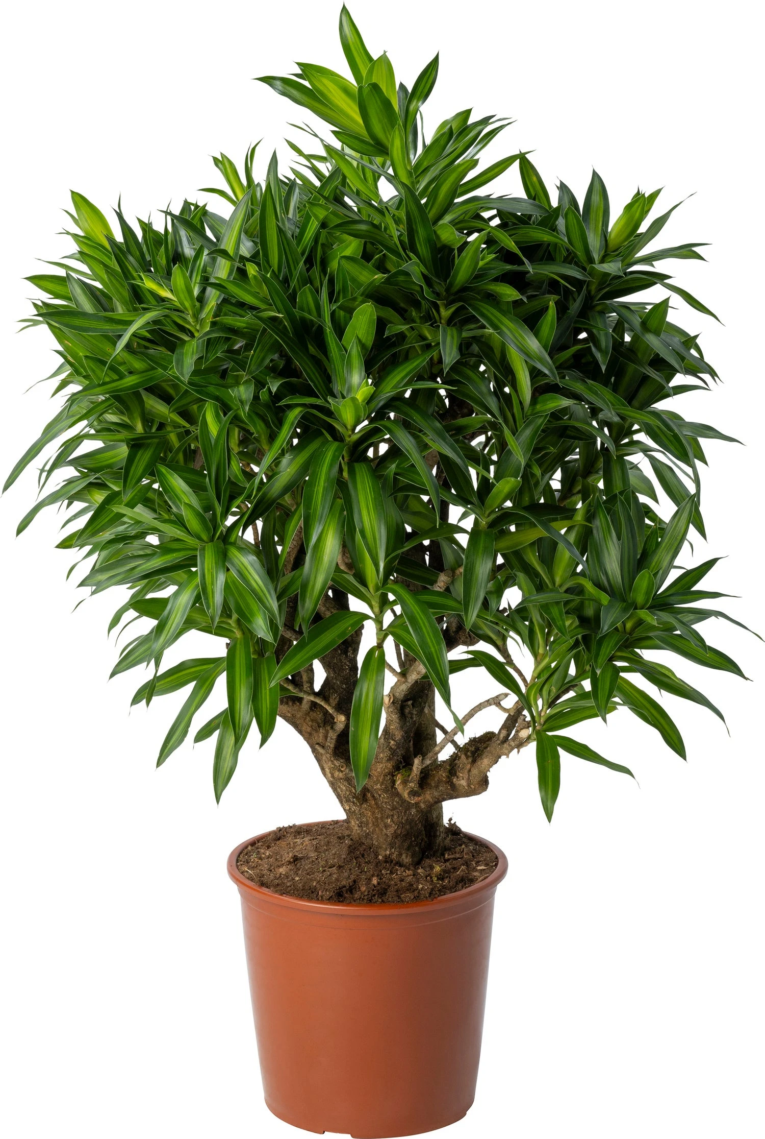 Drakenbloedboom (Dracaena Reflexa 'Song Of Jamaica') D 27 H 90 Cm 3 Drakenbloedboom (Dracaena Reflexa 'Song Of Jamaica') D 27 H 90 Cm