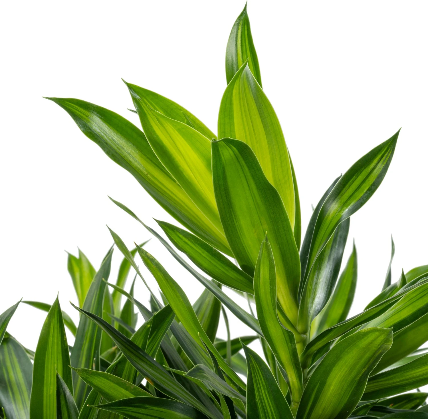 Drakenbloedboom (Dracaena Reflexa 'Song Of Jamaica') D 27 H 90 Cm 4 Drakenbloedboom (Dracaena Reflexa 'Song Of Jamaica') D 27 H 90 Cm - Afbeelding 2