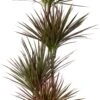 Drakenbloedboom (Dracaena Marginata 'Colorama') D 24 H 150 Cm 2 Drakenbloedboom (Dracaena Marginata 'Colorama') D 24 H 150 Cm -Groene Bloom Winkel 8720196968442 0