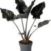 Alocasia (Alocasia Chienlii 'Antoro Velvet') D 24 H 90 Cm 2 Alocasia (Alocasia Chienlii 'Antoro Velvet') D 24 H 90 Cm -Groene Bloom Winkel 8720196981984 0