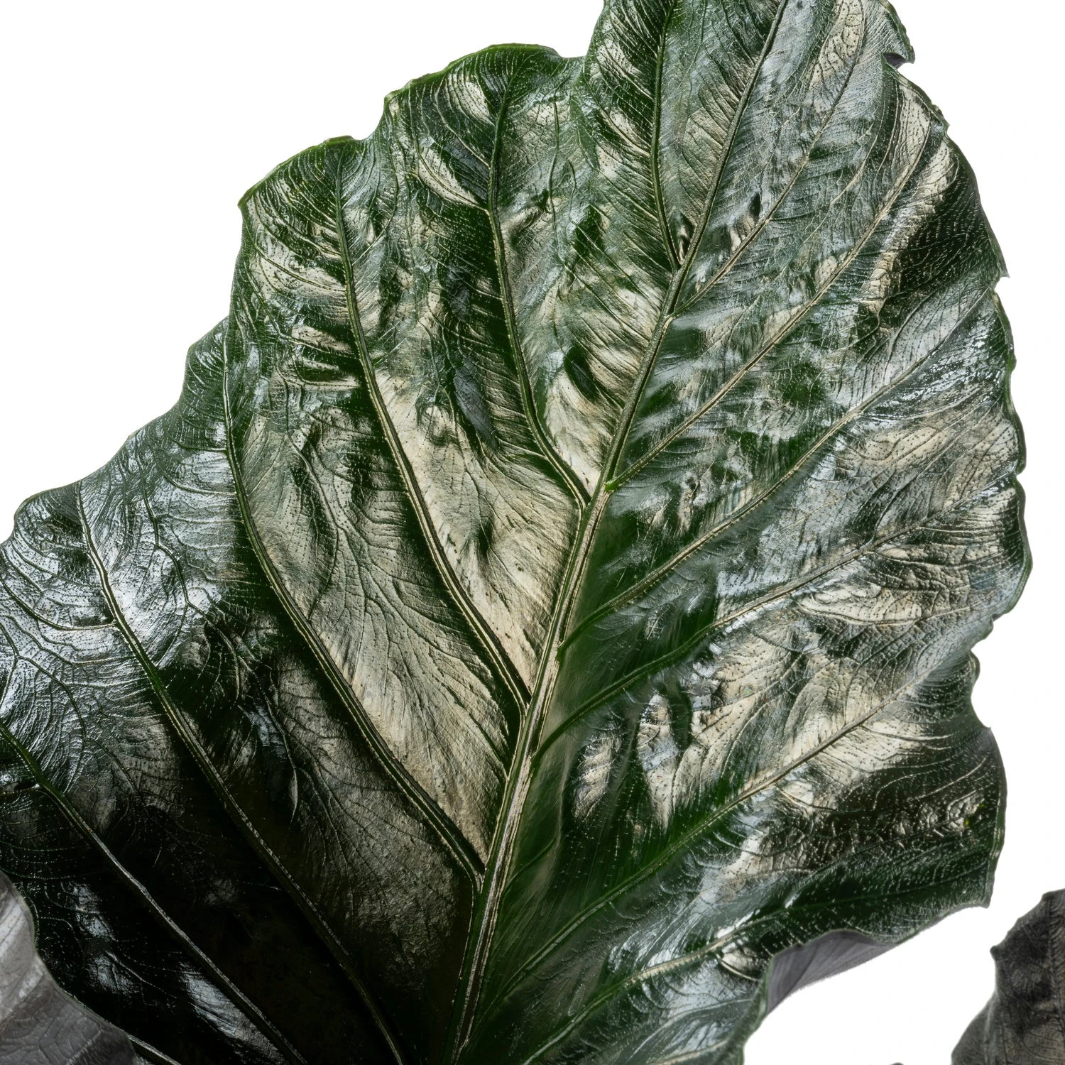 Alocasia (Alocasia Chienlii 'Antoro Velvet') D 24 H 90 Cm 4 Alocasia (Alocasia Chienlii 'Antoro Velvet') D 24 H 90 Cm - Afbeelding 2